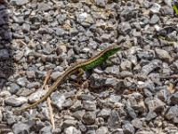 Zauneidechse Männchen